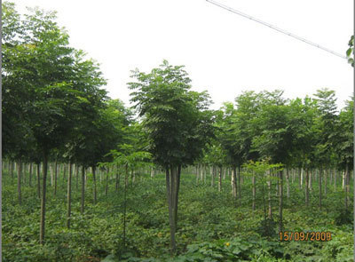 供应园林绿化配套施工设置-威海华兴绿化工程有限公司
